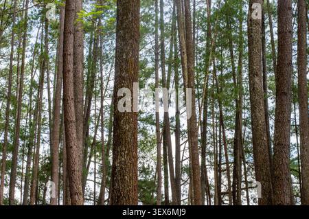 Dense forest of tall pine tree trunks looking up into the green canopy. Perfect nature background pattern Stock Photo