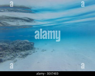 Crystal clear underwater scene with water surface reflection in the red sea Stock Photo