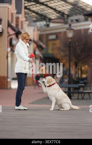 Woman training yellow Labrador retriever pet on leash in urban environment. Dog sits, gives paw interacting with owner. Concept of dog training Stock Photo