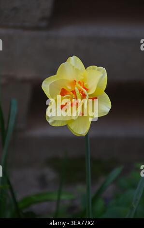 View of a yellow spring daffodil with red patterned core in bloom, Sofia, Bulgaria Stock Photo