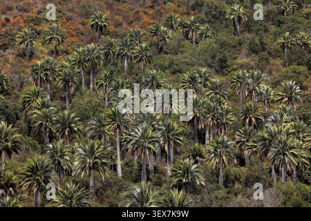 Chile, Valparaiso Region, Chile, South America, Campana national park, aerial view, Stock Photo