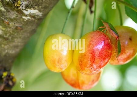 Two green shield bug insects coupling on developing yellow and red cherry fruits hanging from a tree branch Stock Photo