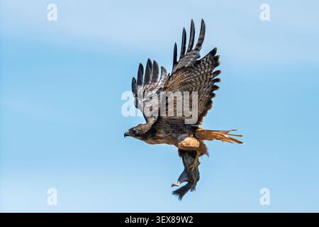 A red-tailed hawk (Buteo jamaicensis) with a Calfornia ground squirrel (Otospermophilus beecheyi). Stock Photo