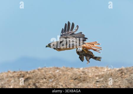 A red-tailed hawk (Buteo jamaicensis) with a Calfornia ground squirrel (Otospermophilus beecheyi). Stock Photo