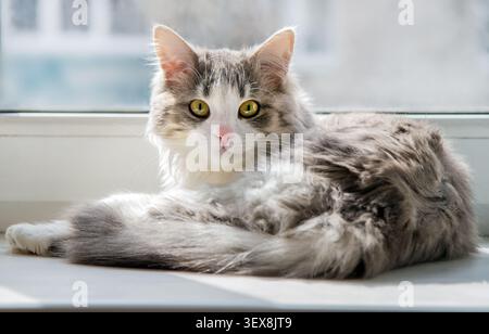 The fluffy cat lies on the windowsill and looks into the camera. A young cat with yellow eyes. Stock Photo