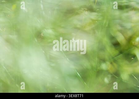 Soft Green Abstract Background with Dreamy Blurred Grass and Foliage Stock Photo