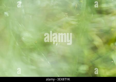 Soft Green Abstract Background with Dreamy Blurred Grass and Foliage Stock Photo