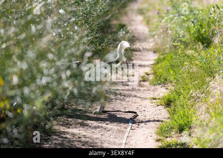 White and Liver Springer Spaniel Tail Poking Out of Summer Vegetation on a Woodland Trail Stock Photo