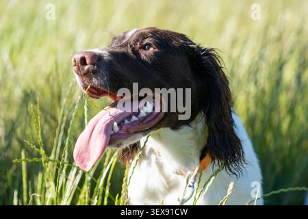 Happy English Springer Spaniel Panting in Long Summer Grass Stock Photo