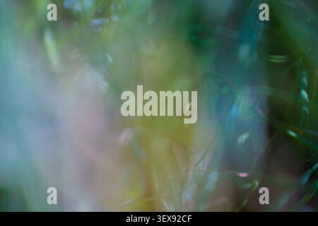 Abstract Green, Golden and Blue Bokeh Background with Soft Blurred Foliage and Pale Pinks Stock Photo