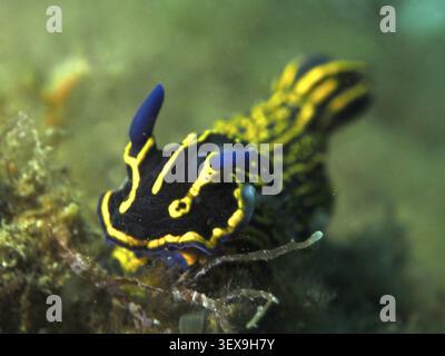 Close-up of a yellow-and-purple star snail (Felimare picta) with blue-black patterns and yellow lines in a seaweed-covered landscape, Playa dive site Stock Photo