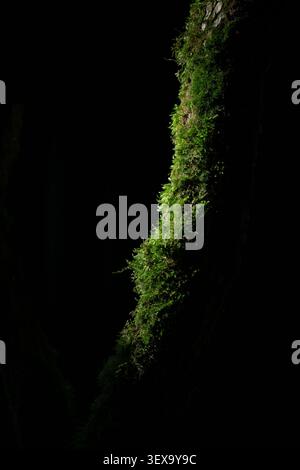 Vibrant green moss growing on a tree trunk isolated on a dramatic black background, premium natural texture backdrop. Stock Photo