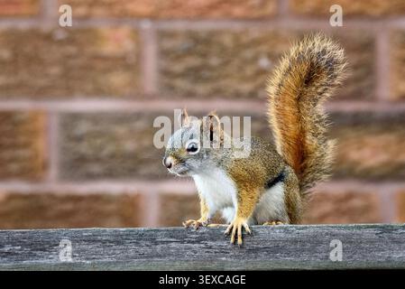 American red squirrel clutches the top of a fence, Canada.  The American red squirrel (Tamiasciurus hudsonicus) is one of three species of tree squirrels currently classified in the genus Tamiasciurus, known as the pine squirrels (the others are the Douglas squirrel, T. douglasii, and the southwestern red squirrel, T. fremonti). The American red squirrel is variously known as the pine squirrel or piney squirrel, North American red squirrel, chickaree, boomer, or simply red squirrel. Stock Photo