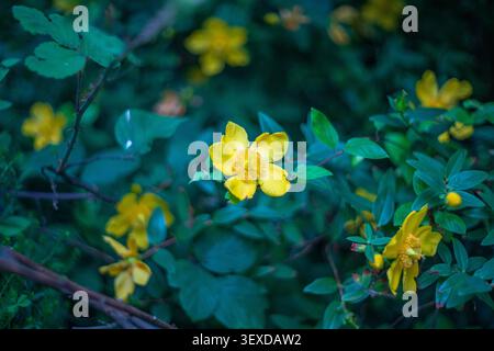 Close up of a bright yellow flower of Hidcote St. John's Wort, Hypericum x hidcoteense, in full bloom, surrounded by dark green elliptical leaves. Stock Photo