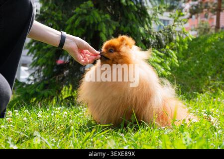 A person gently offers a treat to a fluffy Pomeranian spitz dog in a lush green park setting. The bright sun creates a warm, inviting atmosphere. Stock Photo