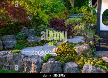 Part of Japanese garden on Chelsea  Flower show    (2026) with Japanese maple trees and small artificial stream (cascade of waterfalls) . Stock Photo