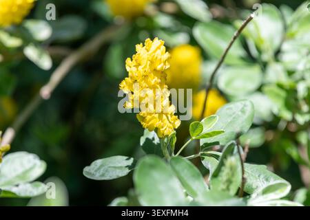 Close up of pineapple broom (argyrocytisus battandieri) flowers in bloom Stock Photo
