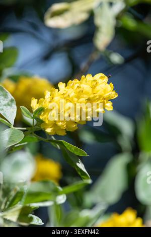 Close up of pineapple broom (argyrocytisus battandieri) flowers in bloom Stock Photo