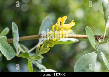 Close up of pineapple broom (argyrocytisus battandieri) flowers in bloom Stock Photo