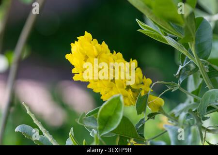 Close up of pineapple broom (argyrocytisus battandieri) flowers in bloom Stock Photo