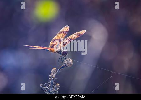 Close up of a backlit dragonfly perched on a dead flower head at Lake Apoka, Florida, USA Stock Photo
