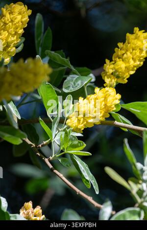 Close up of pineapple broom (argyrocytisus battandieri) flowers in bloom Stock Photo