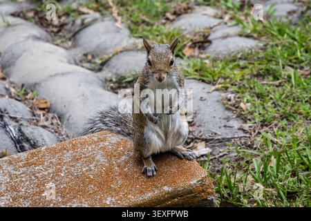 Close up of an Eastern Grey Squirrel standing on back legs facing camera at Lake Rianhard, Celebration, Florida, USA Stock Photo