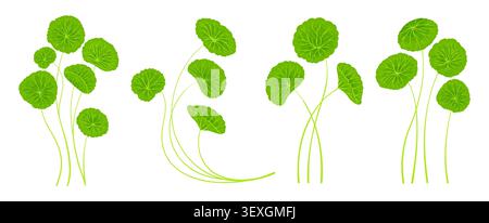 Centella asiatica leaves stems Hand drawn cartoon style set. Gotu kola, Asiatic pennywort herb in various shapes. Organic medicinal plant elements for label, sticker package. Vector illustration Stock Vector