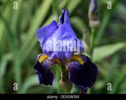 Potsdam, Germany, May 2026 — Violet‑blue bearded iris (Iris germanica) in bloom on Freundschaftsinsel, showing yellow beard and petal detail. Stock Photo