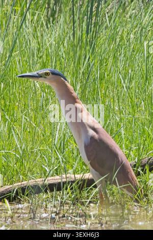 Nankeen night heron (Nycticorax caledonicus) standing on the edge of a pond, Victoria, Australia. Stock Photo