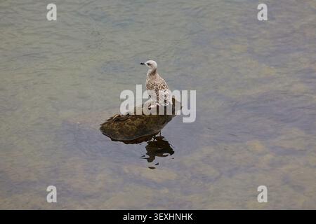 Seagull perched on rock sticking out of the water. Stock Photo
