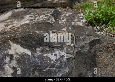 Small lizard basking on stones. Stock Photo