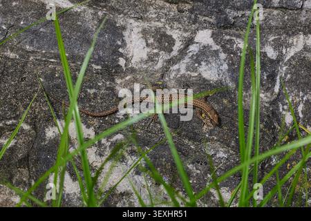 Small lizard basking on stones. Stock Photo