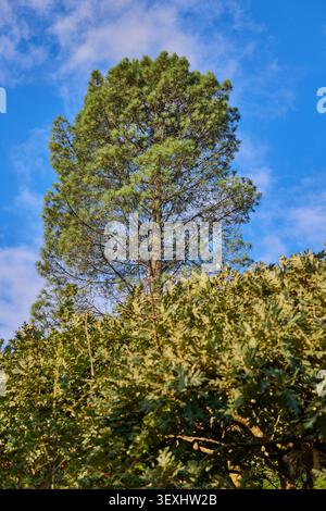 Lonely tall pine. Blue sky. Bottom view. Stock Photo