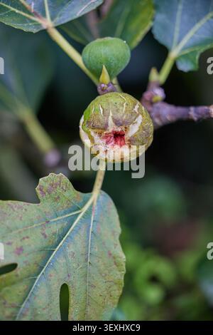 Figs ripening on a fig tree. Stock Photo