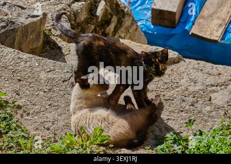 Two kittens play on the street of a mountain village in Spain. Stock Photo