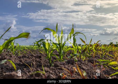Young field corn plants rise from dark soil in a farm field. The scene shows a sunny day with clouds and green plants growing strong in the earth. Stock Photo