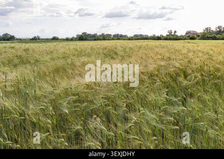 A large field full of wheat plants moves gently in the wind. The sky is cloudy and the landscape includes trees in the distance. It is late afternoon. Stock Photo