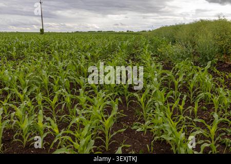 Young corn plants grow in rows in a field while dark rain clouds gather in the sky, preparing for rain over the farmland. Stock Photo