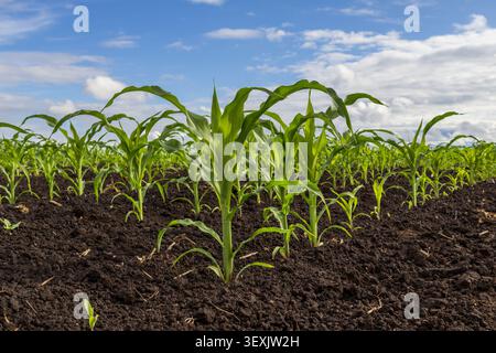 Fresh green corn plants grow in straight rows on dark soil. The sky has scattered clouds, and the sun shines brightly on the farm. Stock Photo