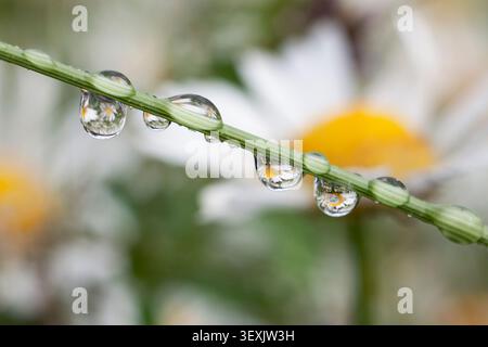 Dewdrops on grass and daisies (Leucanthemum vulgare), Upper Bavaria, Germany, Europe Stock Photo