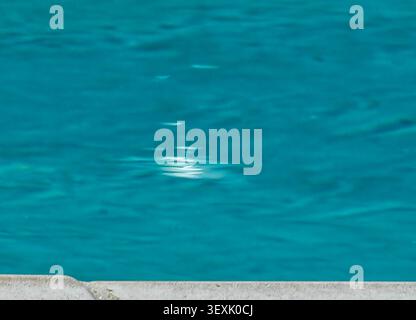Sun reflected on the surface of a swimming pool Stock Photo
