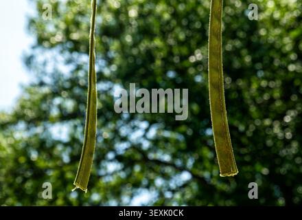 Two tassels hanging from a swimming pool beach umbrella. Stock Photo