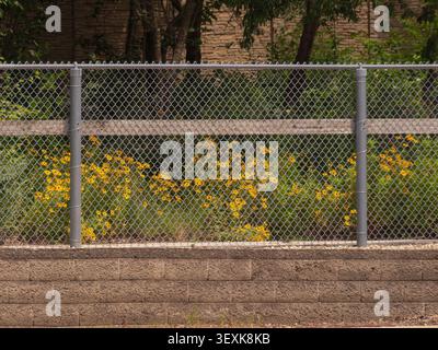 Yellow black eyed susan wildflowers blooming behind a metal chain link fence built on a textured concrete block retaining wall view Stock Photo