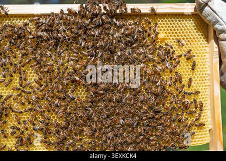 Beekeeper holding a wooden frame covered with honey bees and honeycomb in a sunny apiary farm Stock Photo