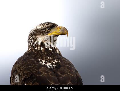 Close-up portrait of a juvenile Bald Eagle (Haliaeetus leucocephalus) perched in the wild, displaying distinctive mottled brown plumage, a developing Stock Photo