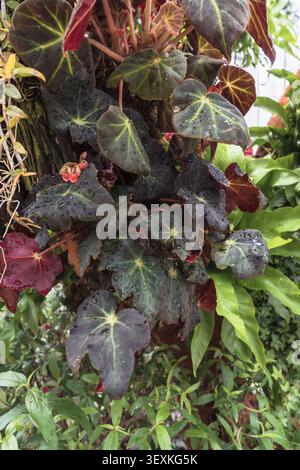 close up view of growing Rhizomatous Begonia leaves and other tropical plants Stock Photo