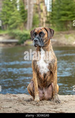 Mix breed dog sitting on the sand by the river in the forest Stock Photo