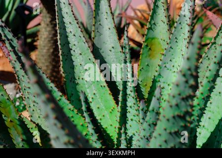 Close-up of green spiky succulent leaves in sunlight, showing natural texture and sharp thorns in a garden setting. Stock Photo