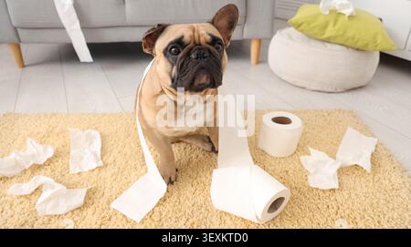French bulldog sitting on carpet with toilet paper mess Stock Photo